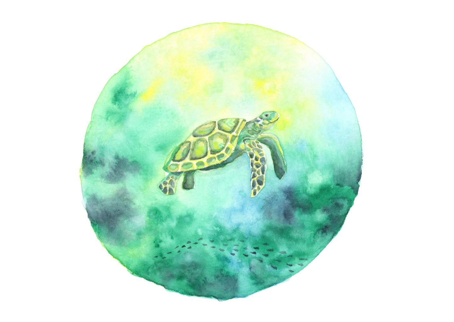 Turtle